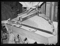 [Untitled photo, possibly related to: Peanut grader. Peanut-shelling plant. Comanche, Texas] by Russell Lee