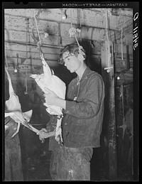 Picking a turkey. Cooperative poultry house, Brownwood, Texas by Russell Lee
