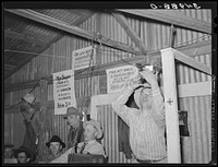 Auctioneer at livestock auction at San Angelo, Texas, is removing slip which tells the auctioneer clerk which animal is being sent in for auction by Russell Lee