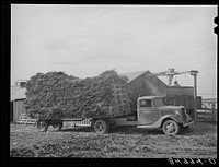 At large dairy in Tom Green County, feed is delivered to a barn, immediately chopped up and blown into a truck for transportation to feeding lot by Russell Lee