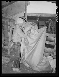 Emptying freshly sheared mohair into sack which holds approximately three hundred pounds. Sack is taken to warehouse for storage. Junction, Texas. Kimble County by Russell Lee
