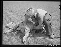 Ranchman attending to ewe who is down. She dropped lamb the day before and he is determining if she might have twins. Junction, Texas. Kimble County by Russell Lee
