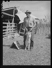 Shearer handling a goat which will be shorn. Kimble County, Texas by Russell Lee