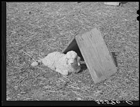 Kid in front of individual shelter on ranch in Kimble County, Texas by Russell Lee