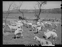 Freshly sheared goats on ranch in Kimble County, Texas by Russell Lee