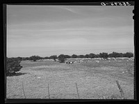 Goats grazing on ranch of rehabilitation borrower from Kimble County, Texas. With the funds borrowed from FSA (Farm Security Administration), this ranchman restored his ranch with highbred sheep and goats and is repaying his loan and has also showed a substantial profit for the last two years by Russell Lee