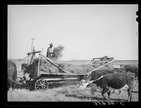 Rancher feeding hay which was raised through flood irrigation in the Little Colorado River Valley. Apache County near Springerville, Arizona by Russell Lee