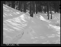 [Untitled photo, possibly related to: Snow in the mountains of Bernalillo County, New Mexico. The unusual crescent shape patches of light in the shadows were caused by the partial eclipse of the sun] by Russell Lee