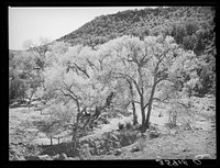 Cottonwood trees in the valley floor of Carrizo Creek. Navajo County, Arizona by Russell Lee