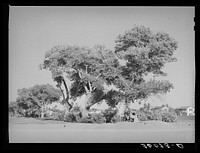 Clump of cottonwood trees near Phoenix, Arizona, municipal golf course by Russell Lee