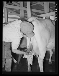 Member drying the cow's bag after washing before milking. Arizona part-time farms, Chandler Unit, Maricopa County, Arizona by Russell Lee