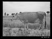 Jersey cow at the Casa Grande Valley Farms. Pinal County, Arizona. Name of the cow: Ronald's Sybil Frosty. Record: for 365 days yielded 14634 lbs. of milk. Test 4.88, butterfat 715.79 pounds by Russell Lee