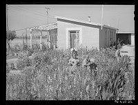 Children picking flowers in garden in front of their home at the Casa Grande Valley Farms. Pinal County, Arizona by Russell Lee