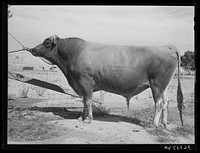 Senator Sybil Eminent, Jersey herd bull at the Casa Grande Valley Farms. Pinal County, Arizona. His dam was state champion for yield of milk and butter fat for all classes. This bull's record as a champion herd bull was established through the milk and butterfat records of ten of his daughters, nine of which are now owned by the Casa Grande Valley Farms by Russell Lee