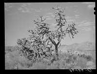 Cactus in Graham County, Arizona by Russell Lee