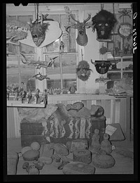 Heads, mummies and Indian relics. The heads and mummies were made by Homer Tate and the mummies were so realistic that curators of museums must examine them closely to determine their artificiality. Indian relics are geunuine. Safford, Arizona by Russell Lee