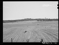 Jack Whinery plowing with burros. Pie Town, New Mexico. This is typical valley farming land in this section by Russell Lee