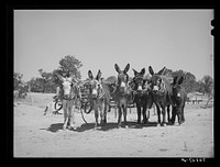 [Untitled photo, possibly related to: Burros and colt which are used for farm work on the homestead farm of Mr. Leatherman. Pie Town, New Mexico] by Russell Lee