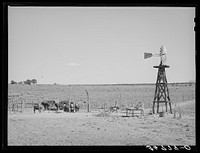 Beef cattle and windmill on farm of George Hutton. Pie Town, New Mexico by Russell Lee