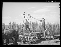 The old method of getting rid of manure, throwing it over the fence. Box Elder County, Utah by Russell Lee