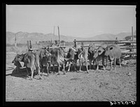 [Untitled photo, possibly related to: Herd of dairy cows. Box Elder County, Utah] by Russell Lee