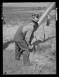Sacking barley on Mormon farm. Box Elder County, Utah by Russell Lee