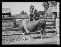 FSA (Farm Security Administration) cooperative bull. Box Elder County, Utah by Russell Lee