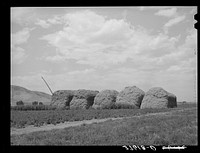Stacks of hay on farm. Cornish, Utah by Russell Lee