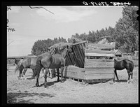 Horses at feeding stall. Cornish, Utah by Russell Lee