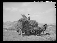 Pitching hay on farm. Cornish, Utah by Russell Lee