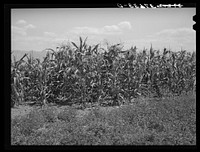 [Untitled photo, possibly related to: Corn near alfalfa field. Cornish, Utah] by Russell Lee