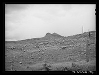 [Untitled photo, possibly related to: Sheep on the mountainside in San Juan County, Colorado] by Russell Lee