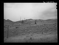 [Untitled photo, possibly related to: Sheep on the mountainside in San Juan County, Colorado] by Russell Lee
