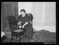 Woman of Spanish extraction picking over chili peppers before she hangs them up to dry. Concho, Arizona. Chili peppers are one of the main cash crops by Russell Lee