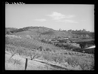 Orchards in the hills near Auburn, California by Russell Lee