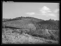 Fruit orchards in the low hills near Auburn, California. Placer County by Russell Lee