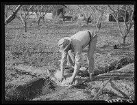 Farmer banking irrigation ditches with sacks. Placer County, California. See caption for 38438D by Russell Lee