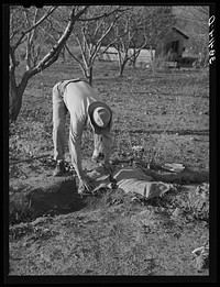 Farmer using sacking to bank irrigation ditch. Placer County, California. He is from Oklahoma by Russell Lee