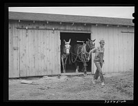 Ray Halstead, FSA (Farm Security Administration) rehabilitation borrower, leading his team out of the barn. Malheur County, Oregon by Russell Lee