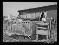 Fruit and vegetable jars stored on Browning farm, Malheur County, Oregon. The family is a FSA (Farm Security Administration) rehabilitation borrower and Mrs. Browning is locally famed for her canned fruit and vegetables by Russell Lee