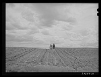 Ray Halstead making a turn while harrowing an irrigated field. He is a FSA (Farm Security Administration) rehabilitation borrower. Dead Ox Flat, Malheur County, Oregon by Russell Lee