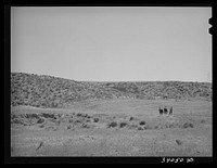 [Untitled photo, possibly related to: Ray Halstead making a turn while harrowing an irrigated field. He is a FSA (Farm Security Administration) rehabilitation borrower. Dead Ox Flat, Malheur County, Oregon] by Russell Lee