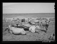Cattle belonging to farmer on Nyssa Heights, Malheur County, Oregon. As the Vale-Owyhee irrigation project grows older, the dairy and beef herds are both assuming greater emphasis in farm economy by Russell Lee
