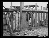 Calves on farm of FSA (Farm Security Administration) rehabilitation borrower. Vale-Owyhee irrigation project. Malheur County, Oregon by Russell Lee