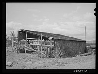 Shed on farm of Mr. White, FSA (Farm Security Administration) rehabilitation borrower. Dead Ox Flat. Corn stalks are used on north wall of the shed for protection by Russell Lee