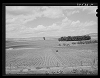 Corn field. Canyon County, Idaho. Idaho is first in acre yield of corn in states west of the Mississippi. Practically all corn grown is used by Russell Lee