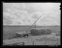 [Untitled photo, possibly related to: Hay on farm of member of the Dairymen's Cooperative Creamery. Caldwell, Canyon County, Idaho] by Russell Lee