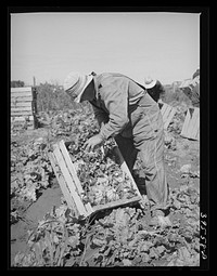 Packing lettuce into crates in field. Canyon County, Idaho by Russell Lee