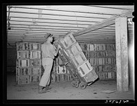 Crates of lettuce being wheeled to refrigerator cars for shipment. Canyon County, Idaho by Russell Lee