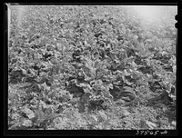 [Untitled photo, possibly related to: Cutting lettuce. Canyon County, Idaho] by Russell Lee